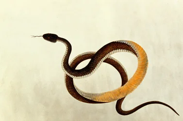 Schlange, aus Zeichnungen von Tieren, Insekten und Reptilien aus Malakka, 1805-18
